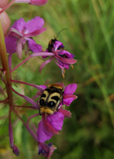 Bee Beetle (Trichius fasciatus)
