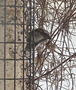 House Sparrow (Passer domesticus)