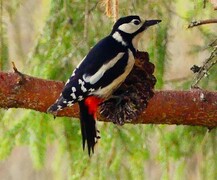 Great Spotted Woodpecker (Dendrocopos major)