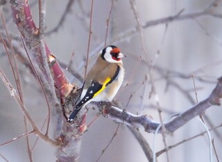 Stillits (Carduelis carduelis)