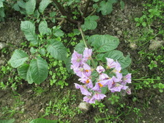Potato (Solanum tuberosum)