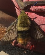 Narrow-bordered Bee Hawk-moth (Hemaris tityus)