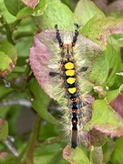 The Vapourer (Orgyia antiqua)