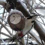 Flaggspett (Dendrocopos major)