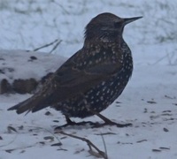 European Starling (Sturnus vulgaris)