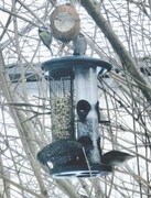 Blue Tit (Cyanistes caeruleus)