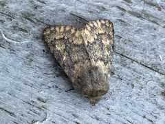 Brindled Ochre (Dasypolia templi)