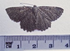 The Annulet (Charissa obscurata)
