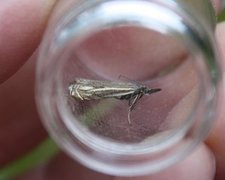 Hook-streaked Grass-Veneer (Crambus lathoniellus)