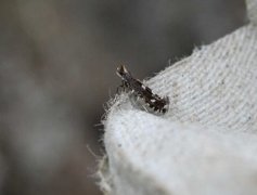 Brown Birch Slender (Parornix betulae)