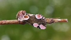 Peach-Blossom (Thyatira batis)