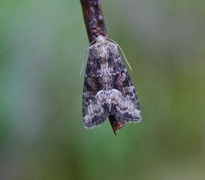 Tawny Marbled Minor (Oligia latruncula)