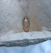Brindled Flat-body (Agonopterix arenella)