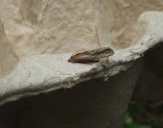 Hoary Bell (Eucosma cana)