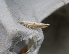 Hooked Smudge (Ypsolopha nemorella)