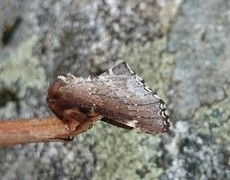 Scarce Prominent (Odontosia carmelita)