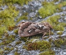 Map-winged Swift (Korscheltellus fusconebulosa)