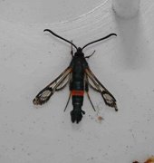 Large Red-belted Clearwing (Synanthedon culiciformis)
