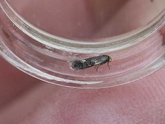 Hypericum Pygmy (Ectoedemia septembrella)