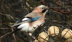 Eurasian Jay (Garrulus glandarius)