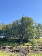 Goat Willow (Salix caprea)