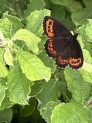 Fløyelsringvinge (Erebia ligea)