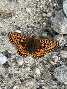 Pearl-bordered Fritillary (Boloria euphrosyne)