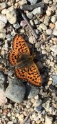 Pearl-bordered Fritillary (Boloria euphrosyne)