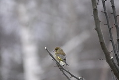 Grønnfink (Chloris chloris)