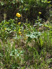 Ballblom (Trollius europaeus)