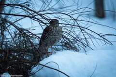 Spurvehauk (Accipiter nisus)