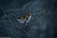 Stillits (Carduelis carduelis)