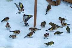 Stillits (Carduelis carduelis)