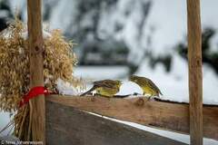 Gulspurv (Emberiza citrinella)