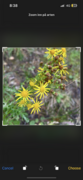 Landøyda (Senecio jacobaea)