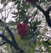 Rogn (Sorbus aucuparia)