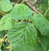 Bringebær (Rubus idaeus)