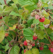 Bringebær (Rubus idaeus)