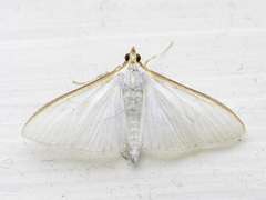 Hvit engmott (Palpita vitrealis)