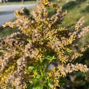 Kanadagullris (Solidago canadensis)