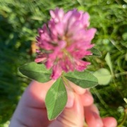 Rødkløver (Trifolium pratense)