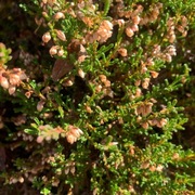 Heather (Calluna vulgaris)