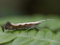 Vandrekålmøll (Plutella xylostella)