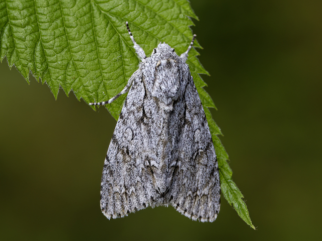 The Sycamore (Acronicta aceris)