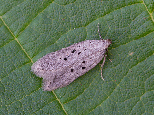 Dotted Grey Groundling (Athrips mouffetella)