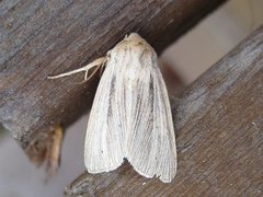 Brungult gressfly (Mythimna impura)