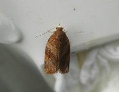 White-faced Tortrix (Pandemis cinnamomeana)