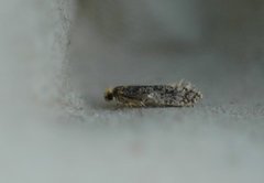 Skin Moth (Monopis laevigella)