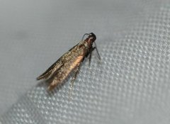 Common Plain Neb (Monochroa tenebrella)
