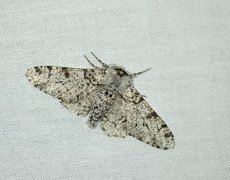 Peppered Moth (Biston betularia)